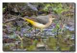Grote Gele Kwikstaart - Grey Wagtail