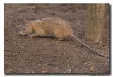 Bruine rat