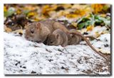 Bruine rat