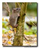 Bruine rat