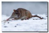 Bruine rat