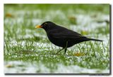 Merel - Blackbird
