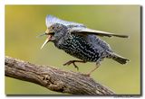 Spreeuw - Starling