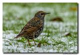 Spreeuw - Starling