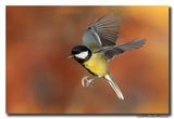Koolmees - Great Tit