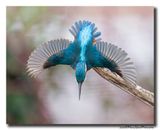 Ijsvogel_21112024_Diest__Q9A2913-038.jpg