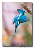 Ijsvogel - Kingfisher
