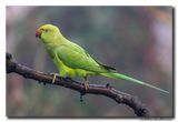 Halsbandparkiet - Rose-ringed Parakeet