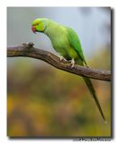 Halsbandparkiet - Rose-ringed Parakeet