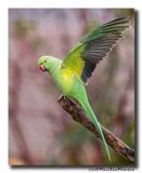 Halsbandparkiet - Rose-ringed Parakeet