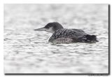 Ijsduiker - Great Northern Loon