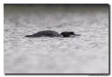 Ijsduiker - Great Northern Loon