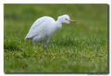 Koereiger - Cattle Egret
