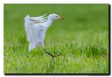 Koereiger - Cattle Egret
