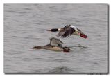 Middelste Zaagbek - Red-breasted Merganser