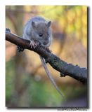 Bruine rat