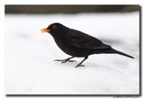 Merel - Blackbird
