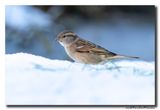 Huismus - House Sparrow