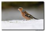 Vink - Chaffinch