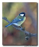 Koolmees - Great Tit