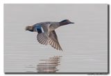 Wintertaling - Eurasian Teal