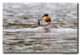 Fuut - Great Crested Grebe