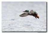 Slobeend - Northern Shoveler