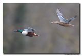 Slobeend - Northern Shoveler