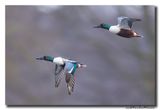 Slobeend - Northern Shoveler