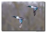 Slobeend - Northern Shoveler