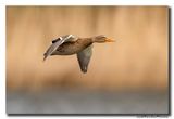 Wilde Eend - Mallard