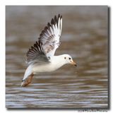 Kokmeeuw - Black-headed Gull