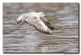 Kokmeeuw - Black-headed Gull