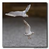Kokmeeuw - Black-headed Gull
