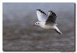 Kokmeeuw - Black-headed Gull