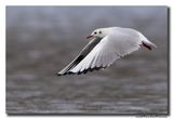 Kokmeeuw - Black-headed Gull