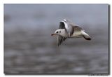 Kokmeeuw - Black-headed Gull