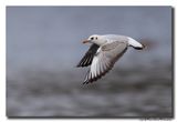 Kokmeeuw - Black-headed Gull