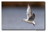 Kokmeeuw - Black-headed Gull