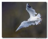 Kokmeeuw - Black-headed Gull