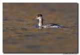 Roodhalsfuut - Red-necked Grebe