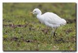 Koereiger - Cattle Egret