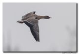 Toendrarietgans - Tundra Bean Goose