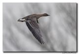 Toendrarietgans - Tundra Bean Goose