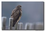 Buizerd - Buzzard