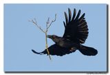 Zwarte Kraai - Carrion Crow