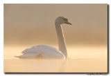 Knobbelzwaan - Mute Swan