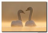 Knobbelzwaan - Mute Swan
