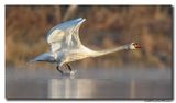 Knobbelzwaan - Mute Swan