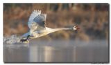 Knobbelzwaan - Mute Swan